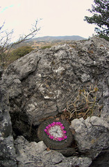 Mammillaria orcuttii