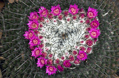 Mammillaria orcuttii