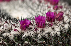 Mammillaria orcuttii