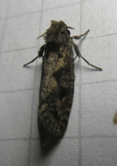 Acrolophus propinqua