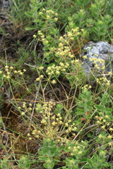 Rumia crithmifolia