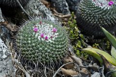 Mammillaria orcuttii