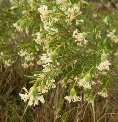Pimelea stricta