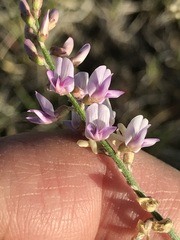 Astragalus flexuosus