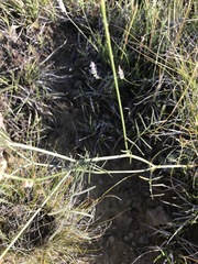 Astragalus flexuosus