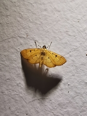 Phaedropsis