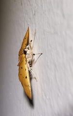 Phaedropsis