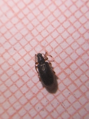 Phyllobius oblongus
