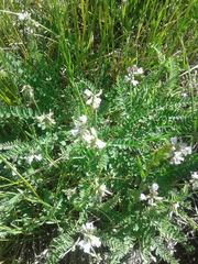 Astragalus parryi