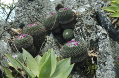Mammillaria orcuttii
