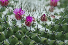 Mammillaria orcuttii