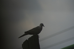 Streptopelia decaocto