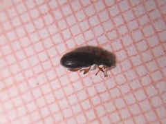 Phyllobius oblongus