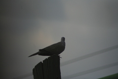 Streptopelia decaocto