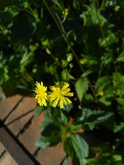 Lapsana communis
