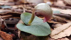 Corybas aconitiflorus