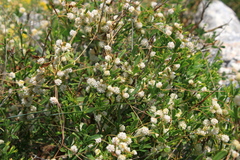 Cuscuta approximata