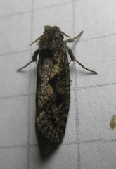 Acrolophus propinqua