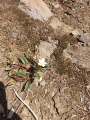 Claytonia multiscapa pacifica