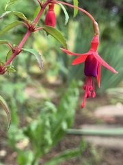Fuchsia campos-portoi