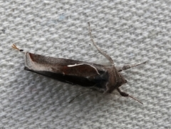 Anagrapha