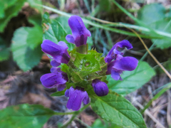 Prunella vulgaris vulgaris