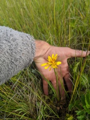 Crepis atribarba