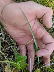 Crepis atribarba