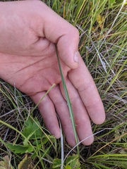 Crepis atribarba