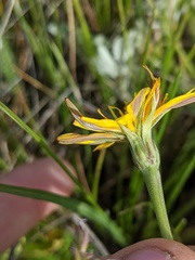 Crepis atribarba