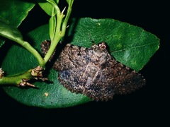 Polydesma boarmoides