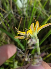 Crepis atribarba