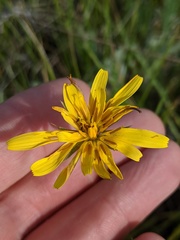 Crepis atribarba