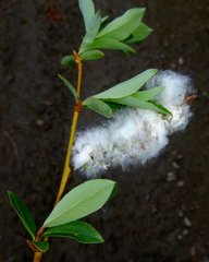 Salix pulchra