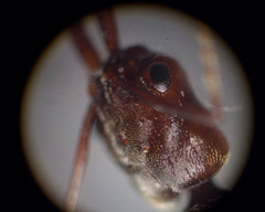 Odontomachus laticeps