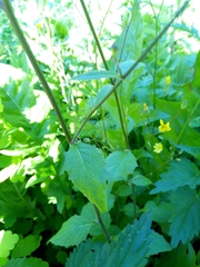 Lapsana communis