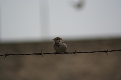 Passer domesticus