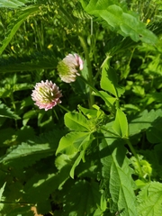 Trifolium hybridum