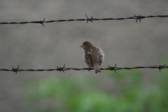 Passer domesticus