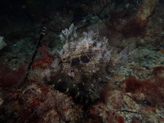 Chaetodermis penicilligerus