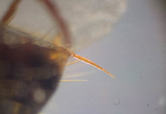 Odontomachus laticeps