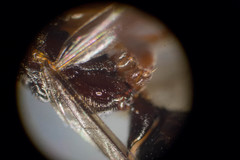 Odontomachus laticeps