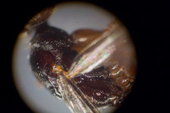 Odontomachus laticeps