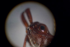 Odontomachus laticeps