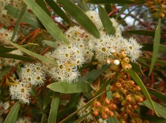 Eucalyptus gracilis