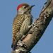Cardinal Woodpecker - Photo (c) Alan Manson, some rights reserved (CC BY-SA)