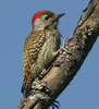Cardinal Woodpecker - Photo (c) Alan Manson, some rights reserved (CC BY-SA)
