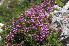Thymus tauricus