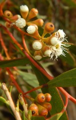 Eucalyptus gracilis