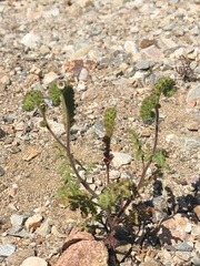 Phacelia lyonii